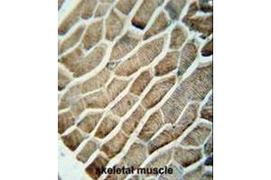 GPAA1 antibody (N-term) immunohistochemistry analysis in formalin fixed and paraffin embedded human skeletal muscle followed by peroxidase conjugation of the secondary antibody and DAB staining. (GPAA1 antibody  (N-Term))
