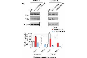 miR-145-5p regulates endogenous Nurr1 levels in microglia.