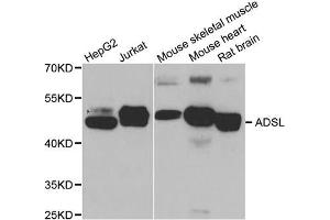 Western blot analysis of extracts of various cell lines, using ADSL antibody (ABIN5973704) at 1/1000 dilution. (Adenylosuccinate Lyase antibody)