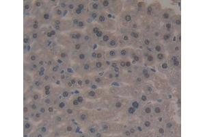 IHC-P analysis of Mouse Tissue, with DAB staining. (FOXP3 antibody  (AA 190-412))