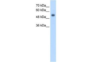 WB Suggested Anti-GPR161 Antibody Titration:  2. (GPR161 antibody  (N-Term))