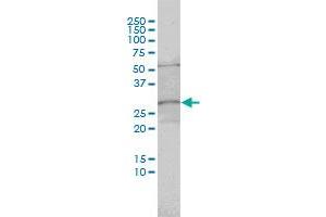 C1orf33 monoclonal antibody (M01), clone 1C12 Western Blot analysis of C1orf33 expression in HepG2 . (C1orf33 antibody  (AA 1-239))