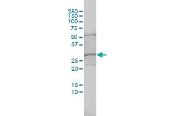 C1orf33 antibody  (AA 1-239)