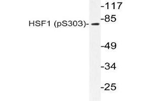 Western blot (WB) analyzes of p-HSF1 antibody in extracts from A549 PMA cells. (HSF1 antibody  (pSer303))