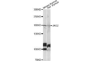 Western blot analysis of extracts of various cell lines, using JAG2 antibody (ABIN6291337) at 1:1000 dilution.