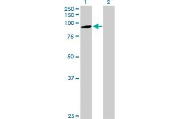 PCDHb7 antibody  (AA 1-793)