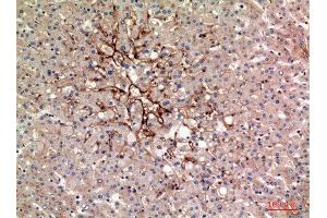Immunohistochemistry (IHC) analysis of paraffin-embedded Human Liver, antibody was diluted at 1:100. (TRAFs and NIK-Associated Protein (TNAP) (Internal Region) antibody)