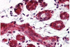 Human Breast (formalin-fixed, paraffin-embedded) stained with Heat Shock Protein 90 (HSP90) antibody ABIN364328 at 5 ug/ml followed by biotinylated anti-mouse IgG secondary antibody ABIN481714, alkaline phosphatase-streptavidin and chromogen. (HSP90 antibody  (AA 1-732))