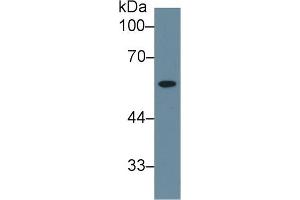 Western Blot; Sample: Human Liver lysate; Primary Ab: 1µg/ml Rabbit Anti-Human NEU Antibody Second Ab: 0.