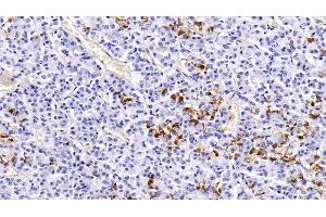 Detection of PRL in Porcine Pituitary Tissue using Monoclonal Antibody to Prolactin (PRL) (Prolactin antibody  (AA 29-227))