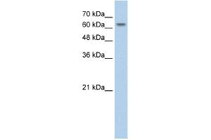 WB Suggested Anti-SLC38A1 Antibody Titration:  2. (SLC38A1 antibody  (Middle Region))