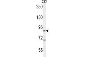 WDR48 Antibody (C-term) western blot analysis in 293 cell line lysates (35 µg/lane). (WDR48 antibody  (C-Term))