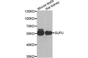 Western blot analysis of extracts of mouse testis and rat kidney cell lines, using SUFU antibody. (SUFUH antibody)