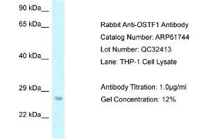 Western Blotting (WB) image for anti-Osteoclast Stimulating Factor 1 (OSTF1) (N-Term) antibody (ABIN2788887)