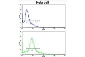 Flow cytometric analysis of hela cells using PID/MTA2 Antibody (C-term)(bottom histogram) compared to a negative control cell (top histogram). (MTA2 antibody  (C-Term))