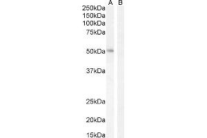 (ABIN185607) (2 μg/mL) staining of K562 nuclear cell lysate (A) + peptide (B).