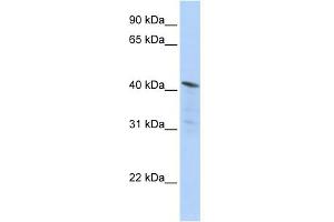 WB Suggested Anti-HDAC11 Antibody Titration:  0. (HDAC11 antibody  (Middle Region))