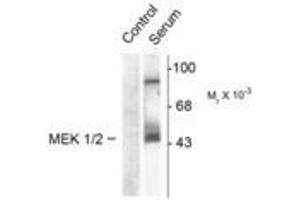Image no. 2 for anti-Mitogen-Activated Protein Kinase Kinase 1 (MAP2K1) (pSer218), (Ser222) antibody (ABIN221121) (MEK1 antibody  (pSer218, Ser222))