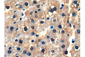 Detection of GSTa3 in Rat Liver Tissue using Polyclonal Antibody to Glutathione S Transferase Alpha 3 (GSTa3) (GSTA3 antibody  (AA 1-221))
