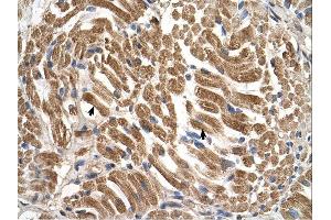 SLC17A5 antibody was used for immunohistochemistry at a concentration of 4-8 ug/ml. (Solute Carrier Family 17 (Acidic Sugar Transporter), Member 5 (SLC17A5) antibody)