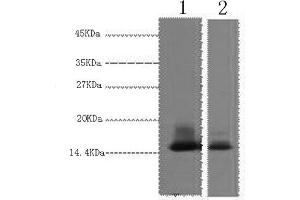 Western Blotting (WB) image for anti-Lactalbumin, alpha- (LALBA) antibody (ABIN5959646) (LALBA antibody)