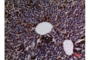 Immunohistochemistry (IHC) analysis of paraffin-embedded Rat Liver, antibody was diluted at 1:100. (Amylase antibody  (N-Term))