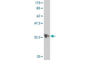 Western Blot detection against Immunogen (36. (IKK alpha antibody  (AA 646-745))