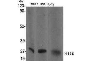 Western Blot (WB) analysis of specific cells using 14-3-3 beta Polyclonal Antibody. (YWHAB antibody  (Internal Region))