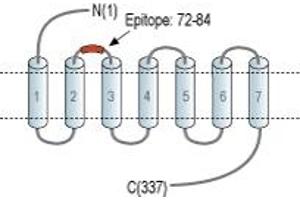 anti-G Protein-Coupled Receptor 65 (GPR65) (1st Extracellular Loop), (AA 72-84) antibody