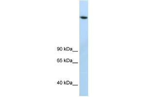 JMJD1B antibody (20R-1218) used at 0. (KDM3B antibody  (C-Term))