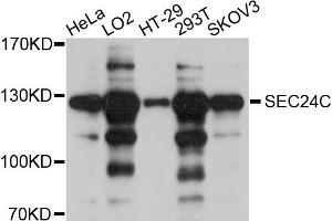 Western blot analysis of extracts of various cell lines, using SEC24C antibody (ABIN4905108) at 1:1000 dilution. (SEC24C antibody)