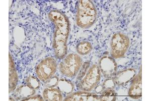 Immunoperoxidase of monoclonal antibody to ALDH1L1 on formalin-fixed paraffin-embedded human kidney. (ALDH1L1 antibody  (AA 803-902))