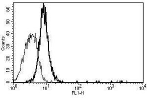 A typical staining pattern with the B-K11 monoclonal antibody of Eahy 926 cell line (CD130/gp130 antibody)