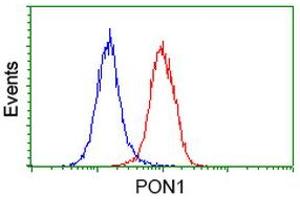 Image no. 1 for anti-Paraoxonase 1 (PON1) antibody (ABIN1500347) (PON1 antibody)