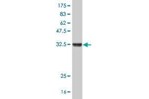 Western Blot detection against Immunogen (33. (ARL6IP5 antibody  (AA 1-64))