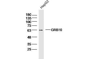 HepG2 lysates probed with GRB10 Polyclonal Antibody, Unconjugated  at 1:300 dilution and 4˚C overnight incubation. (GRB10/14 (AA 501-594) antibody)