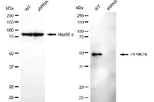 Western blotting analysis using PIP4K2A antibody (ABIN7799795).