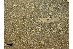 (ABIN184738) (6 μg/mL) staining of paraffin embedded Human Spleen.