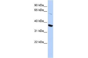 WB Suggested Anti-KCNA10 Antibody Titration:  0. (KCNA10 antibody  (N-Term))