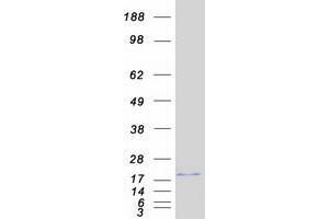 Validation with Western Blot