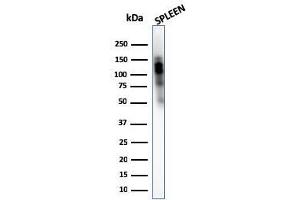 Western Blot Analysis of human spleen tissue lysate using CD11b Monospecific Mouse Monoclonal Antibody (ITGAM/3340). (CD11b antibody  (AA 941-1074))