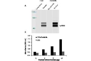 Transcription factor activity assay of CREB from nuclear extracts of HEK293 cells or 293 cells treated with Forskolin (10μM) for 4 hr. (CREB1 ELISA Kit)