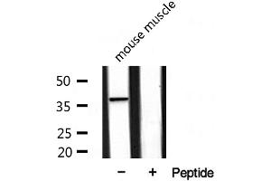 Western blot analysis of extracts from mouse muscle, using DOK4 antibody.