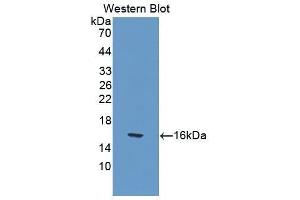 Western Blotting (WB) image for anti-Interleukin 17 (IL17) (AA 22-158) antibody (ABIN1862735) (IL-17 antibody  (AA 22-158))