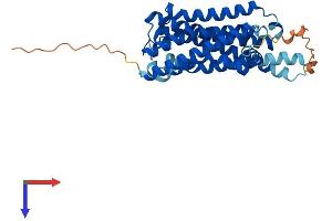 AlphaFold protein structure predicition of Mouse Recombinant Rrh Protein, UniprotID O35214 (Peropsin Protein (RRH) (AA 1-337) (His tag))