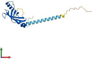 AlphaFold protein structure predicition of Mouse Recombinant Cbfb Protein, UniprotID Q08024 (CBFB Protein (AA 1-187) (His tag))