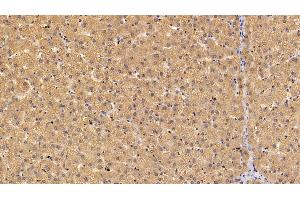 Detection of UCRP in Porcine Liver Tissue using Polyclonal Antibody to Ubiquitin Cross Reactive Protein (UCRP) (CLRN1 Antisense RNA 1 (CLRN1-AS1) (AA 2-157) antibody)