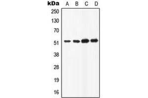 Western blot analysis of ATP6AP1 expression in HeLa (A), HepG2 (B), Raw264. (ATP6AP1 antibody  (C-Term))