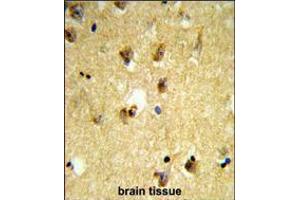 Formalin-fixed and paraffin-embedded human brain tissue reacted with KCTD12 Antibody , which was peroxidase-conjugated to the secondary antibody, followed by DAB staining. (KCTD12 antibody  (AA 242-269))
