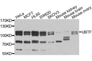 Western blot analysis of extracts of various cell lines, using UBTF antibody (ABIN6003579) at 1/1000 dilution. (UBTF antibody)
